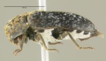 Media type: image;   Entomology 612558 Aspect: habitus lateral view